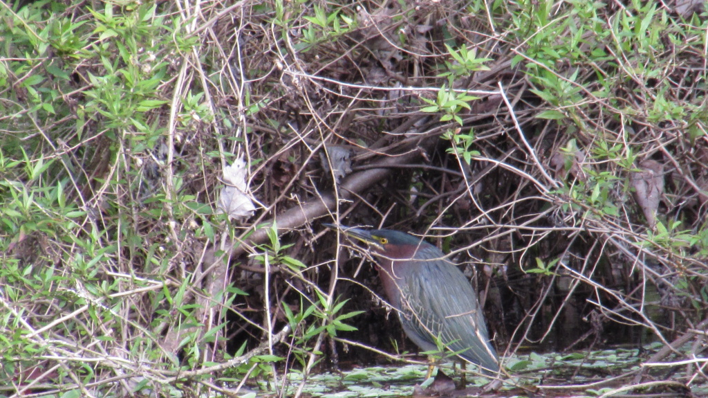 The continuing saga of the green heron.