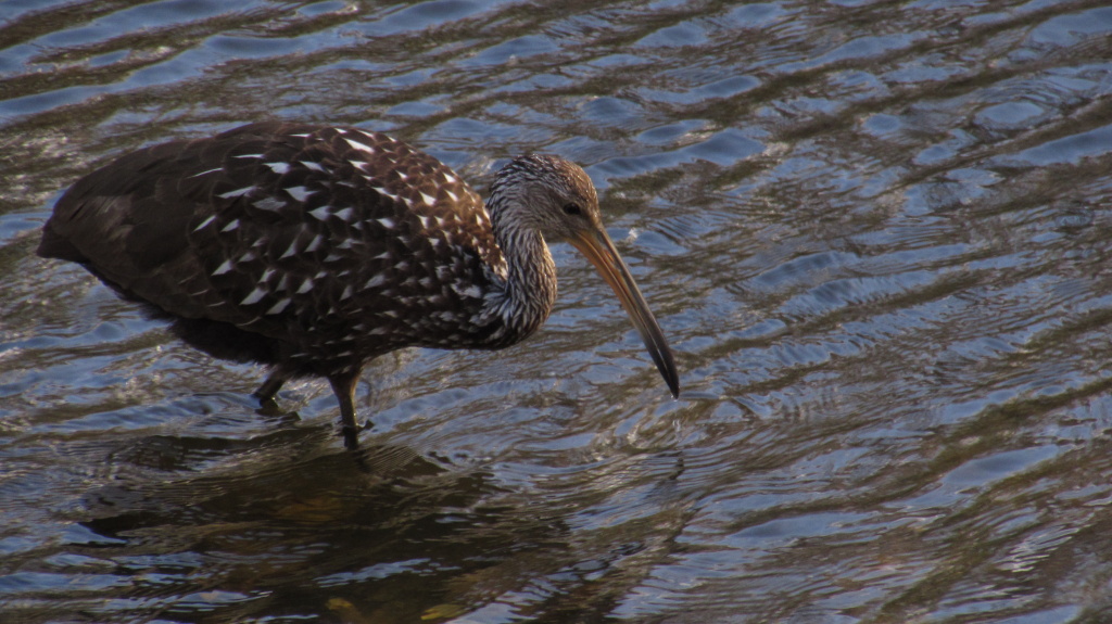 Hunting for clams. Found one, too.
