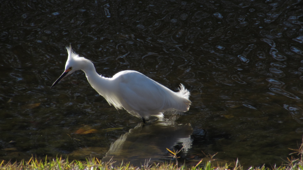 A far smaller bird, than the great white, the snow egret has an almost powdery coat. Shorter feathers, shorter neck and is often more active about hunting than the great white.