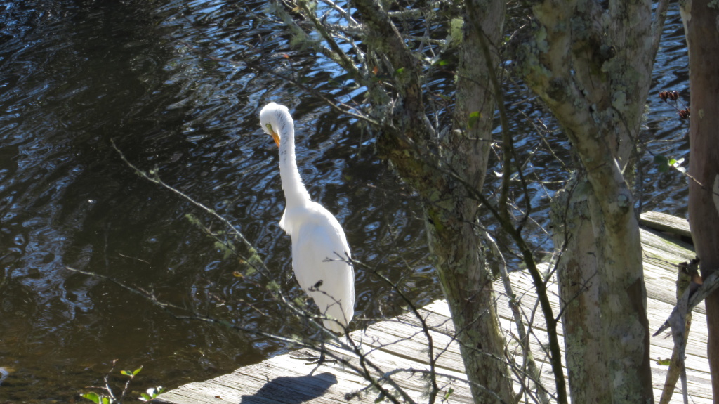 These are supposedly related species (I don't really doubt this; it is just a little doubt inducing, but why would science be wrong?). Longer neck, a yellow instead of a black beak and far longer feathers.