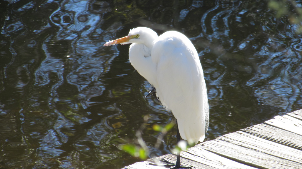 Huddled in the cold, the great white's beak has left over grooming feathers attached to its beak.