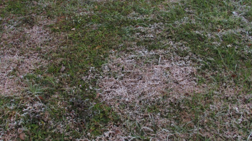 Patches of ice on the lawn.