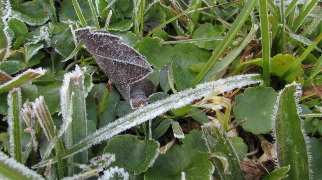 Patches of ice, seen close up