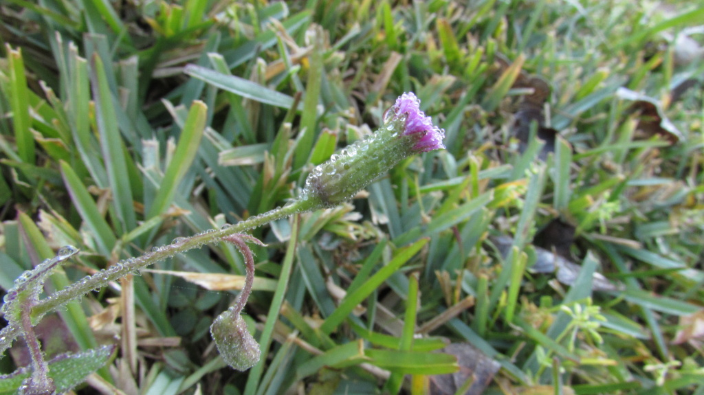 Ice on weed beads up into droplets as the sun rises.