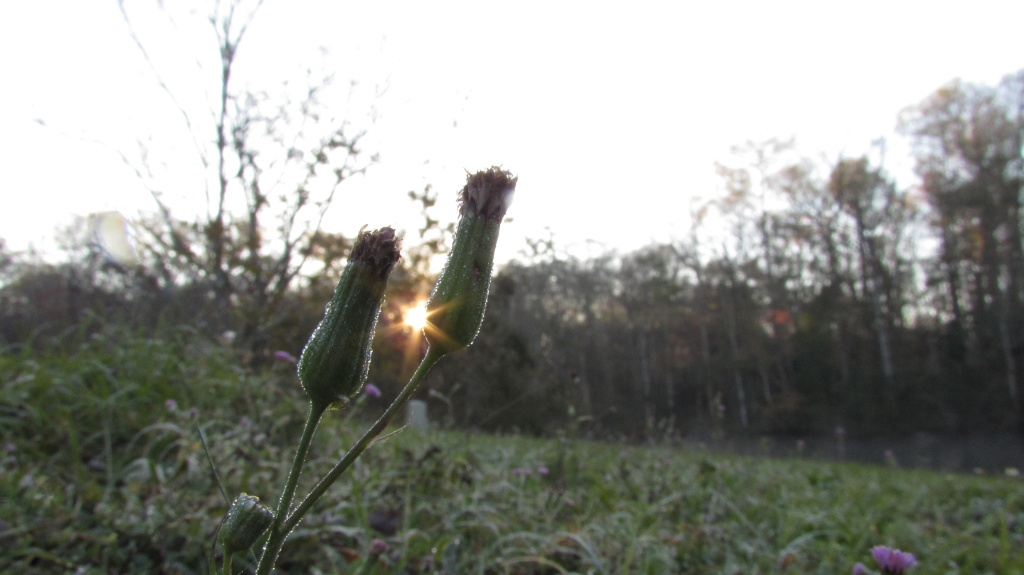 A weed at sunrise, water still clinging to it.