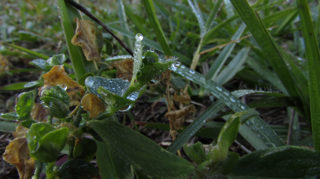 Ice on grass