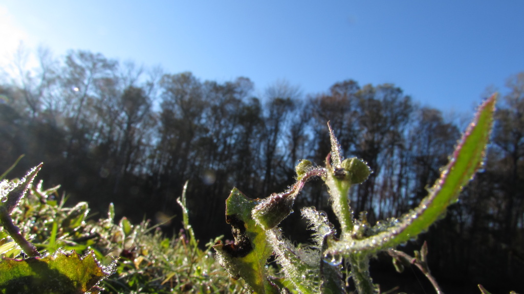 Just more icy weeds