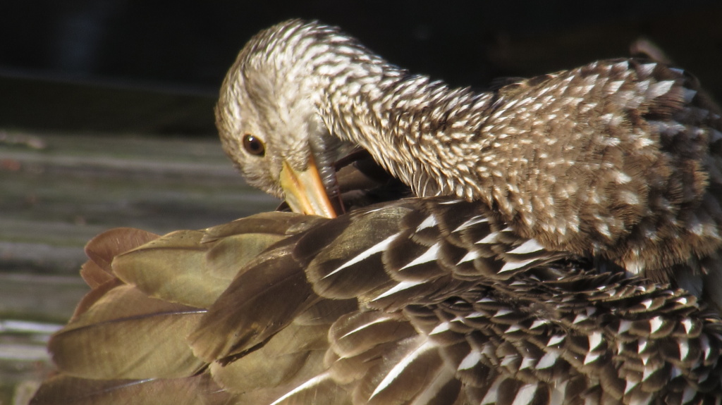 Limpkin preens/grooms twelve feet from me.