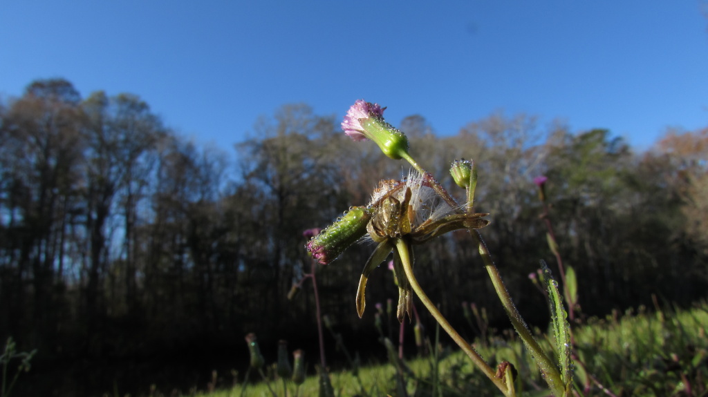 Weed sheds its icy cast, and lifts its head as it warmed by the sun.