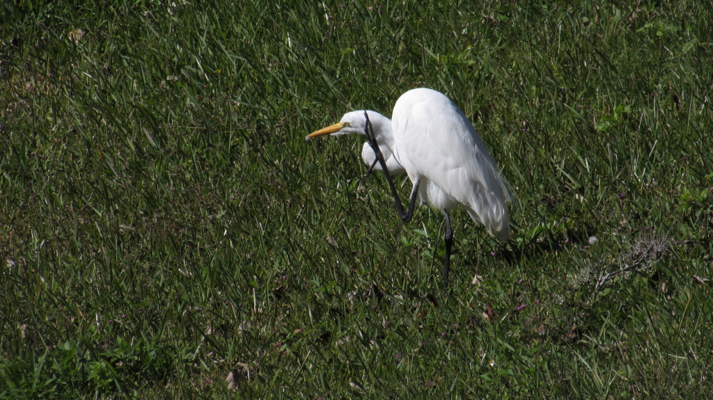 Say what now? Great why heron confirms what you just said.