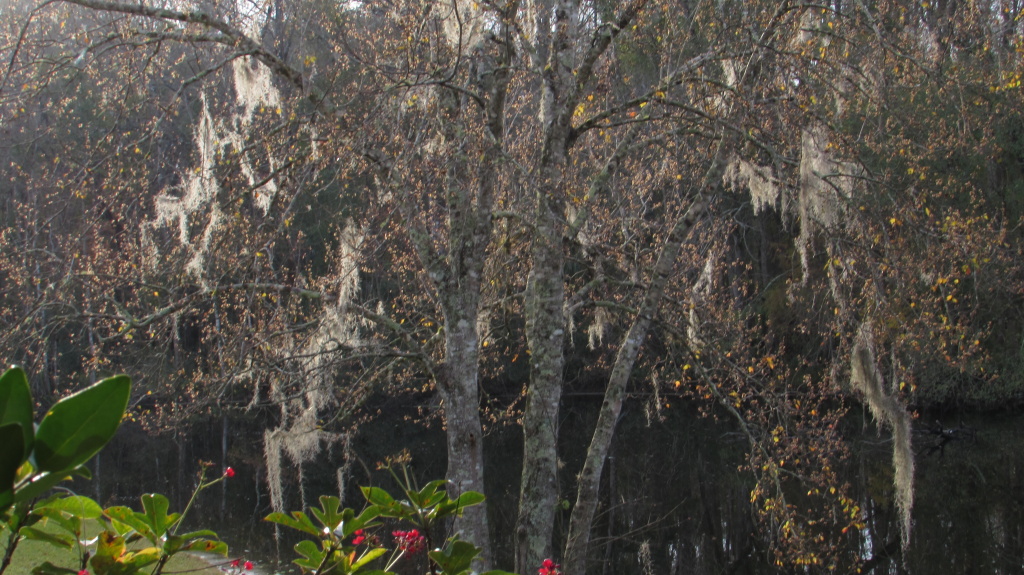Spanish moss in a maple tree, glowing in the sunlight.