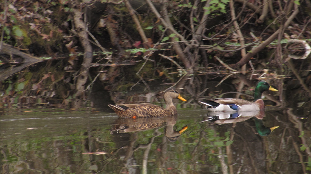 Mallard ducks. Look at that blue stripe. The male of other couple who lives around here doesn't have that.