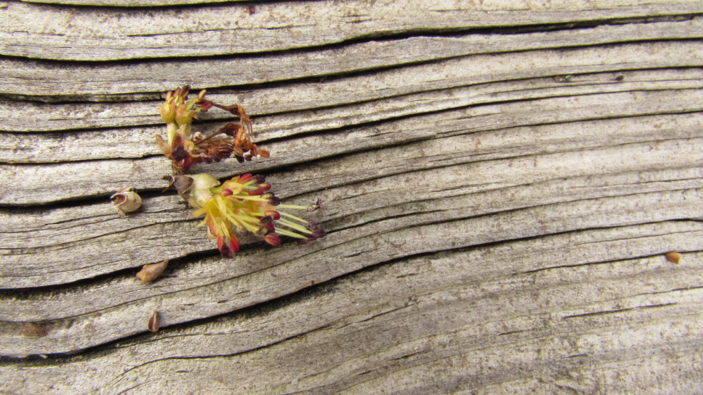 'Debris' on the dock from the maple tree. I like the texture of the wood.
