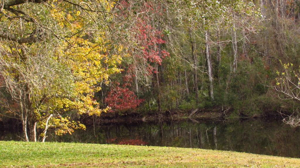 The recent stormy and wintery weather has left many of the trees nearly bare, but some few persist.