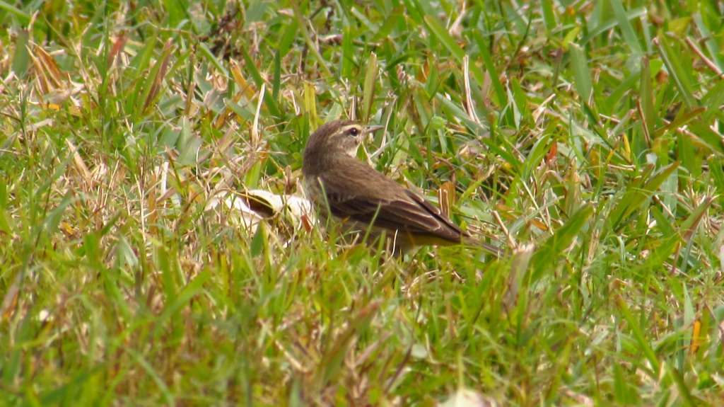 Staying still in the grass long enough for me to capture this image.