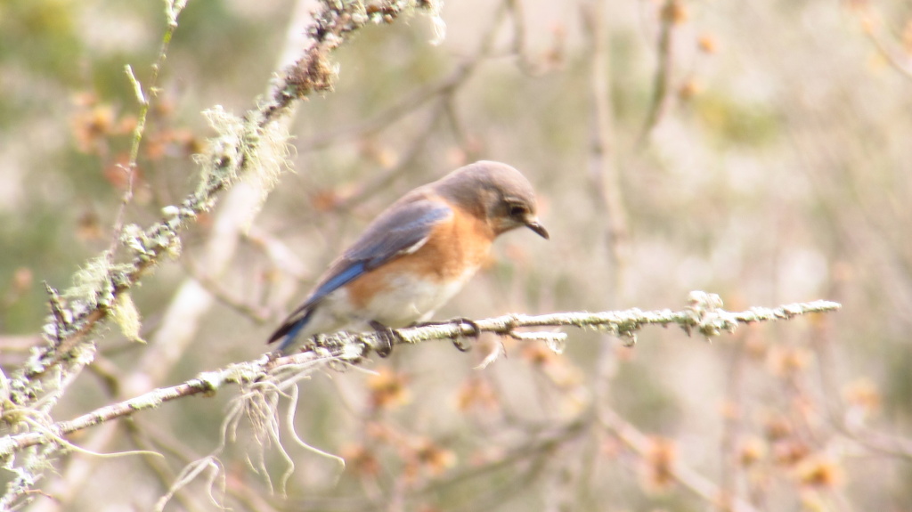 I wish I had vision like these birds. They dive down with such certainty that it is clear they see what they are looking for before they leave the branch.