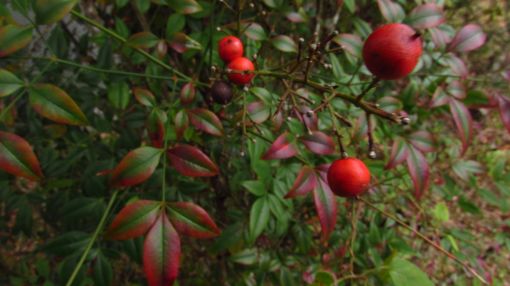 Wild berries on a weed that grows in the front garden.