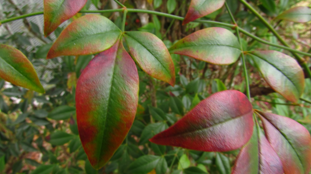 The leaves of a colorful weed that grows in the front garden. But is it truly a weed?