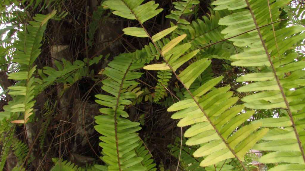 One of my favorite plants on the planet. I love how they grow in clusters, and where they are, there is water. Although, this one was clinging to a coconut tree bark. Still, whereever you see ferns they are verdant fertile places, in my opinion.