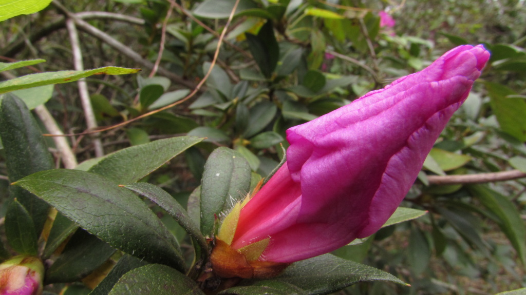The unfurled flower of an azalea bush. I say this with confidence, but am not actually certain about its name.