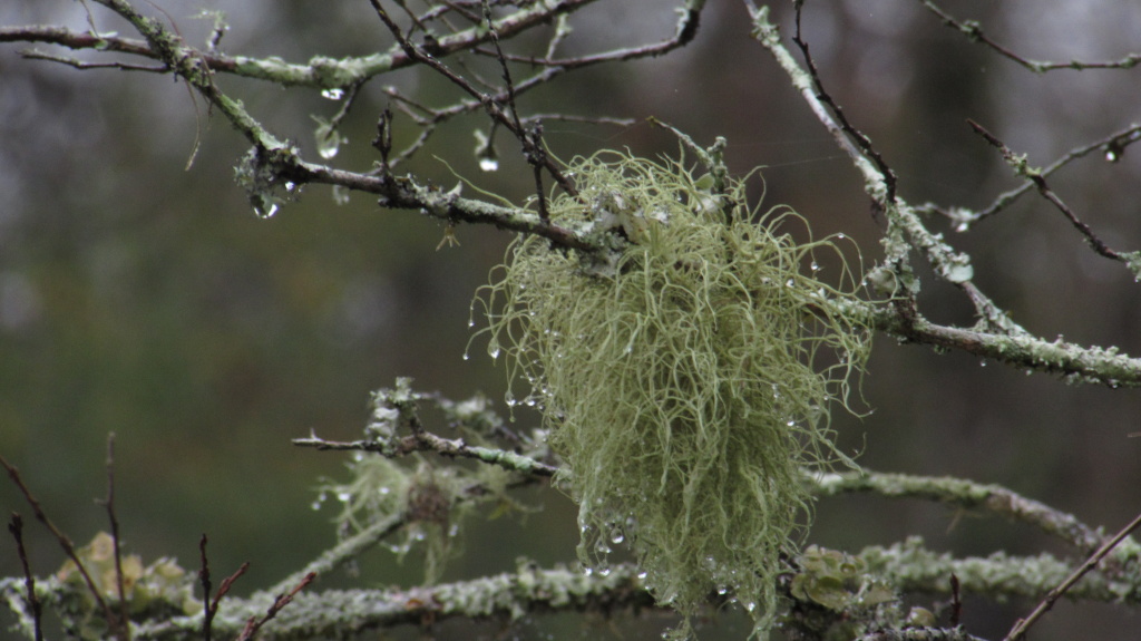 Spanish moss in rain
