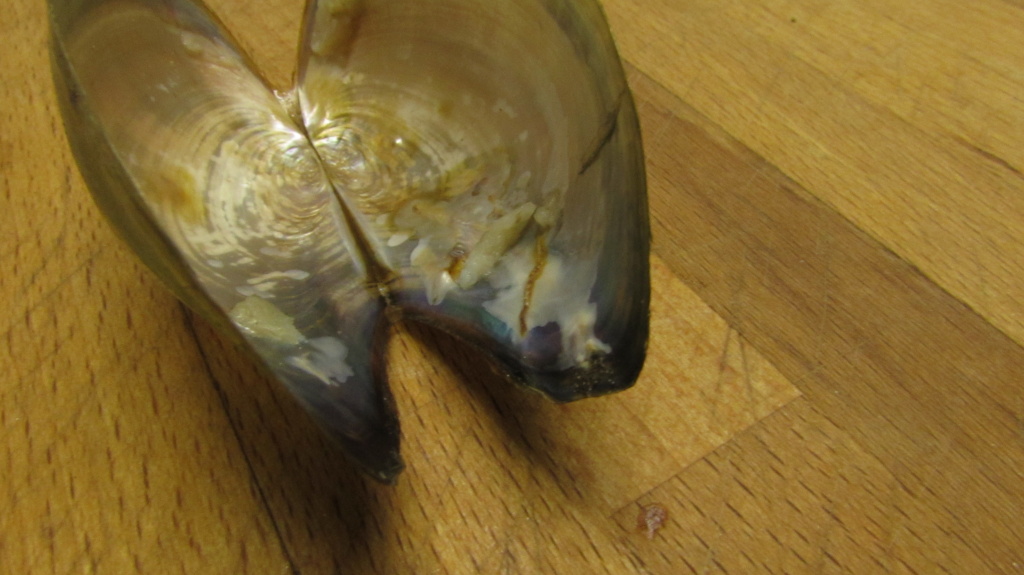 Inside shell with left-over 'meat'.