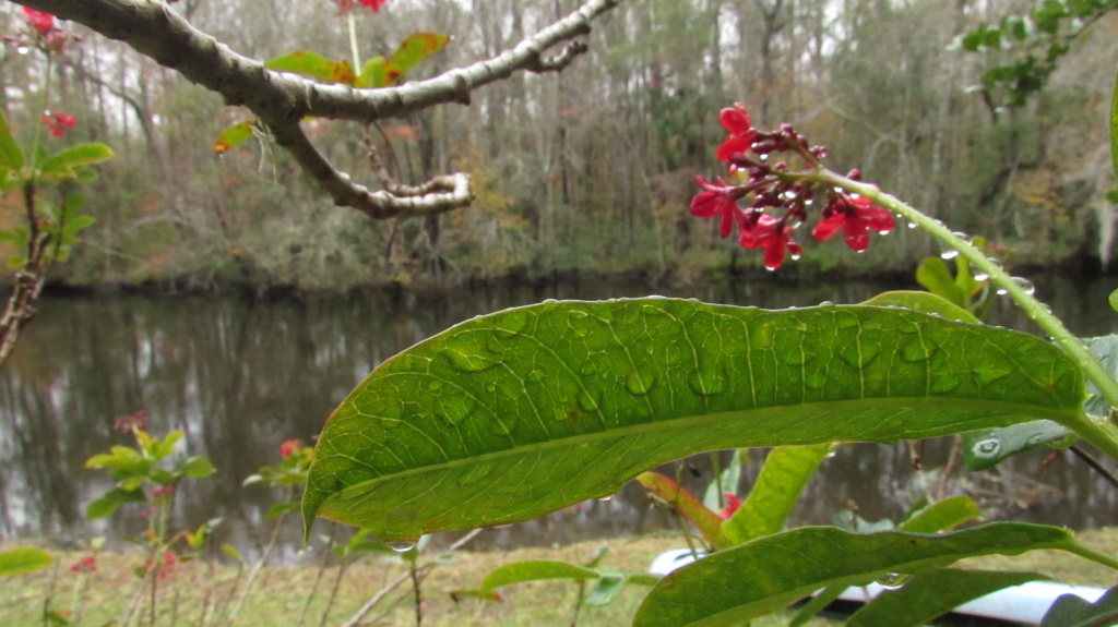 Droplets of rain on leaves