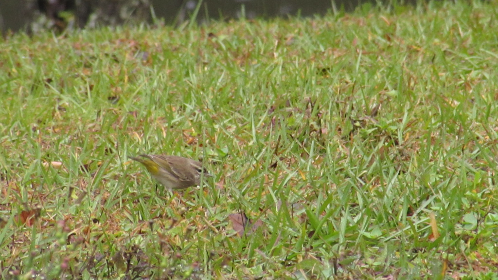 Eastern phoebe caught on the ground. They spend so little time in one spot when on the ground that, as you can see, they are hard to get a good image of.