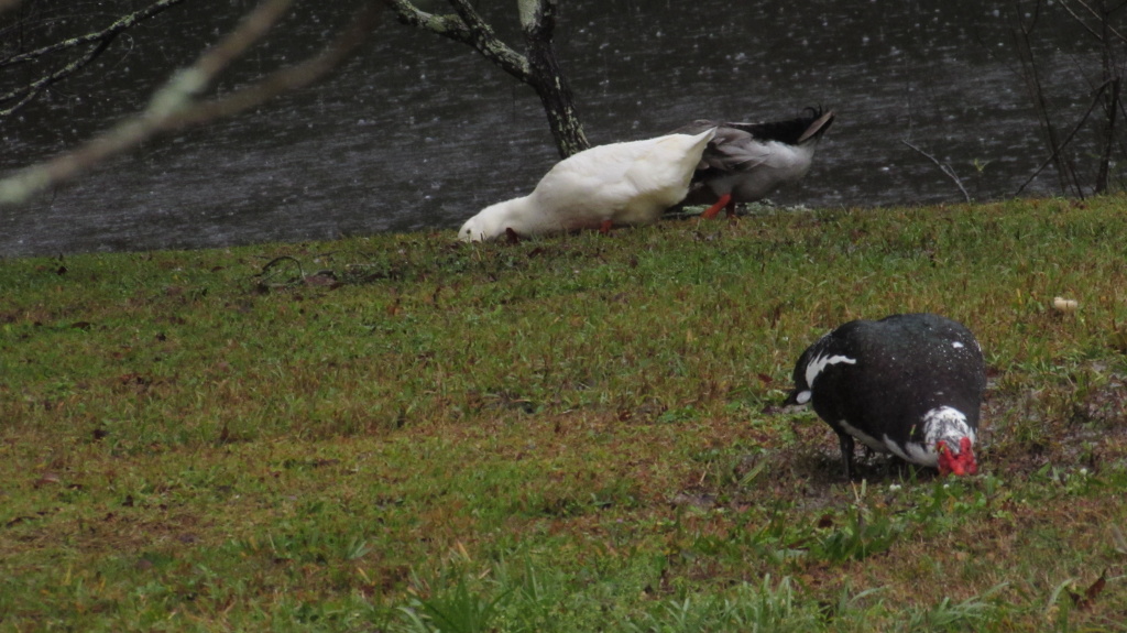 Ducks eating in the rain