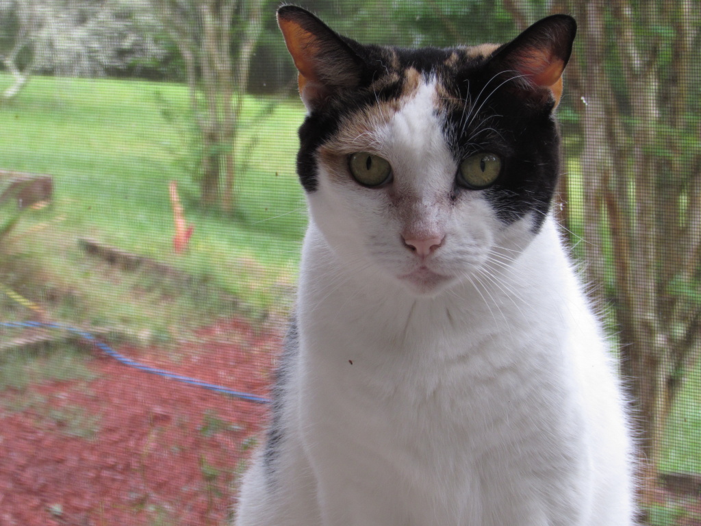 Photo taken March 27, 2015, the day before she died.