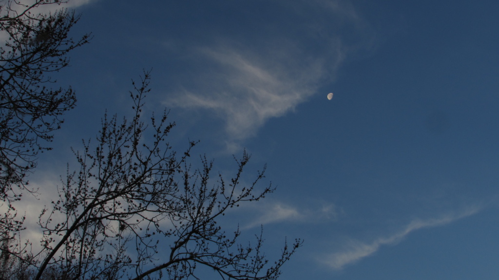 Branches and clouds against a blue background. The moon is in the upper right.