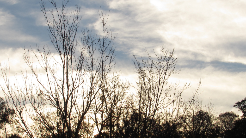 Tree tops silhouetted against the sky as the sun reaches above the tree line.