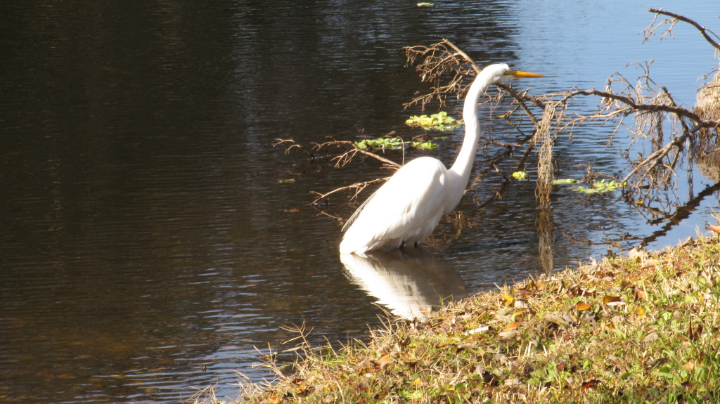 Great white heron strolls by the shore, next to a fallen branch.