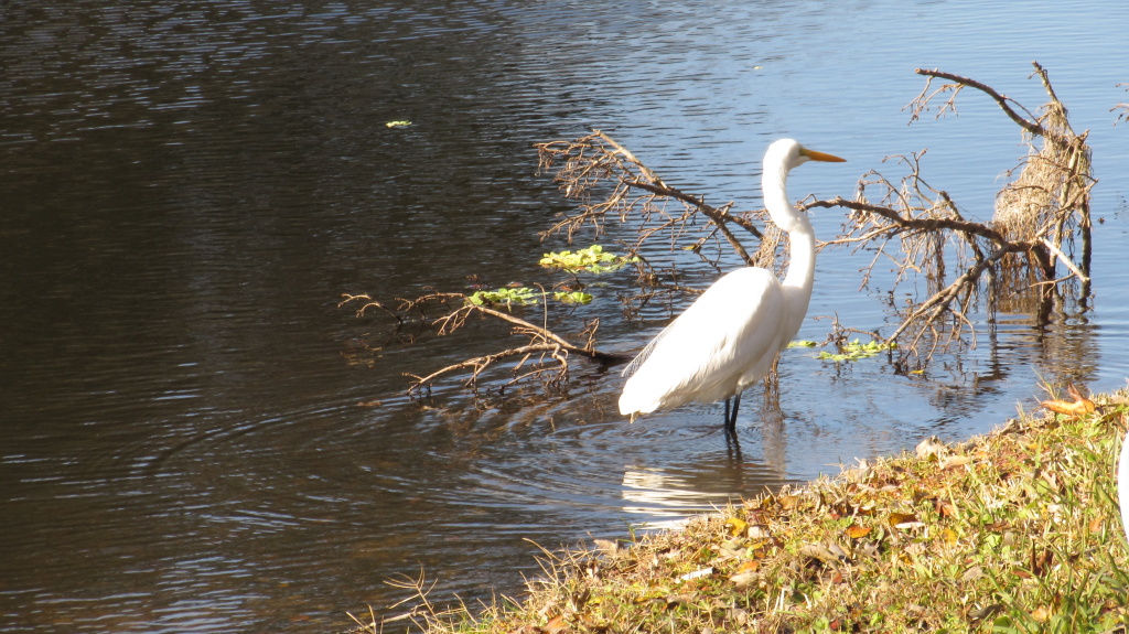Heron pauses by fallen branch.