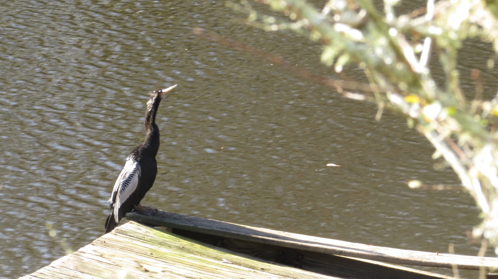 Snakebird looks over the bank from its favorite spot at the edge of the dock.