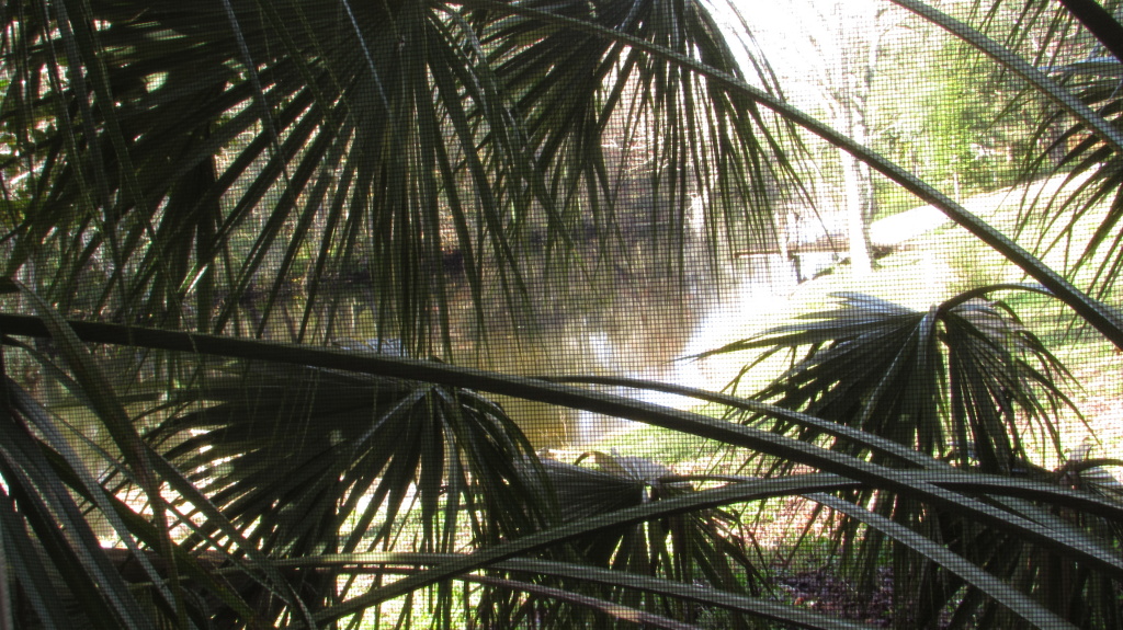 Palm fronds just outside the kitchen window.