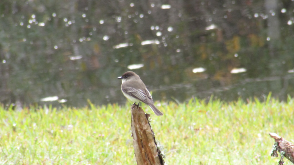 Eastern phoebe on broken limb.