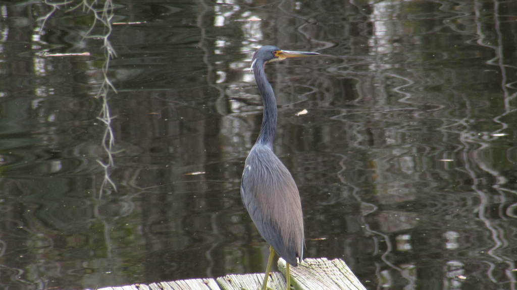 Tricolored heron on the dock.