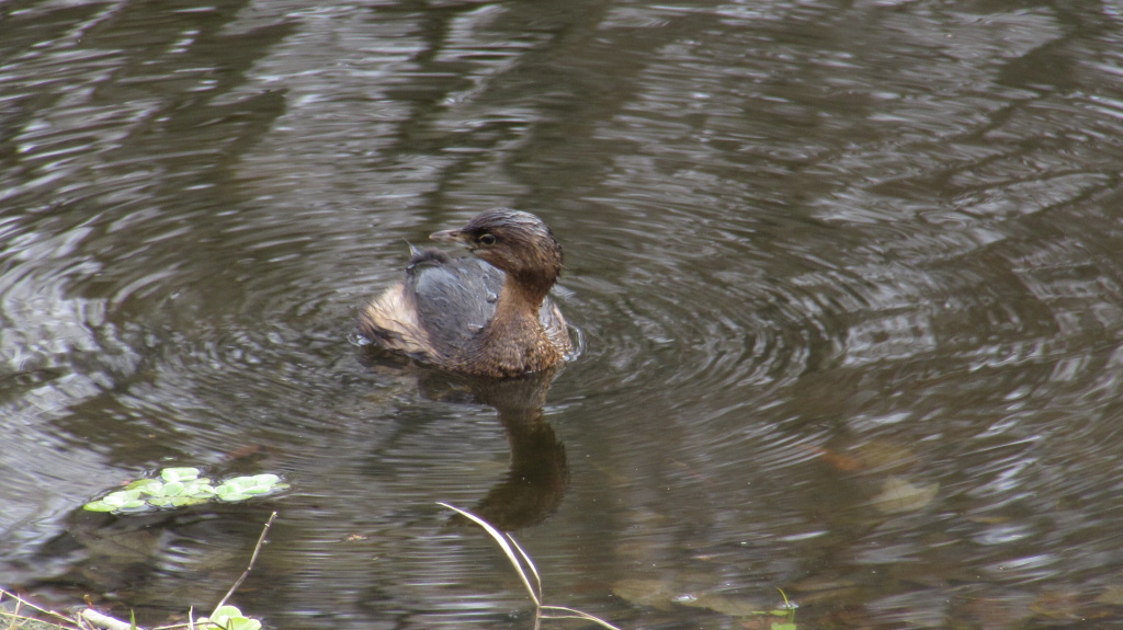 Pied billed grebe looks over its shoulders for its companion, the tricolored heron.