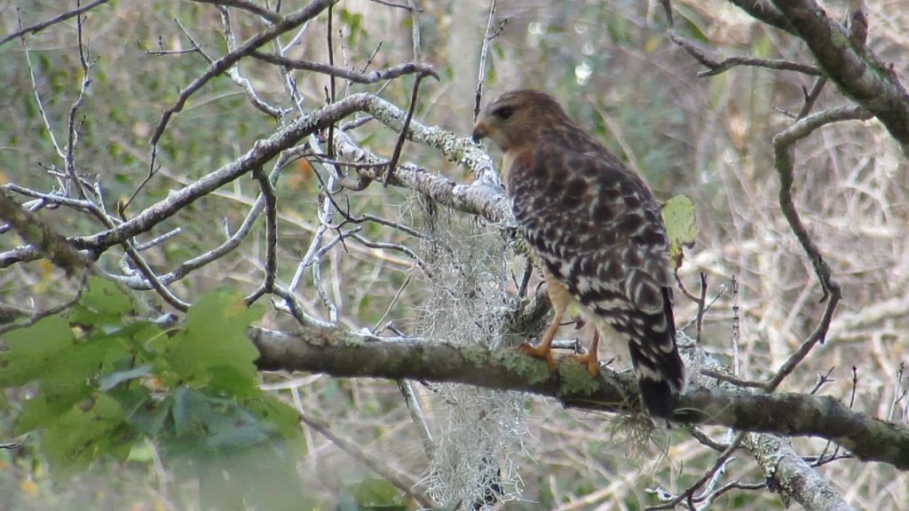 Redshouldered Hawk