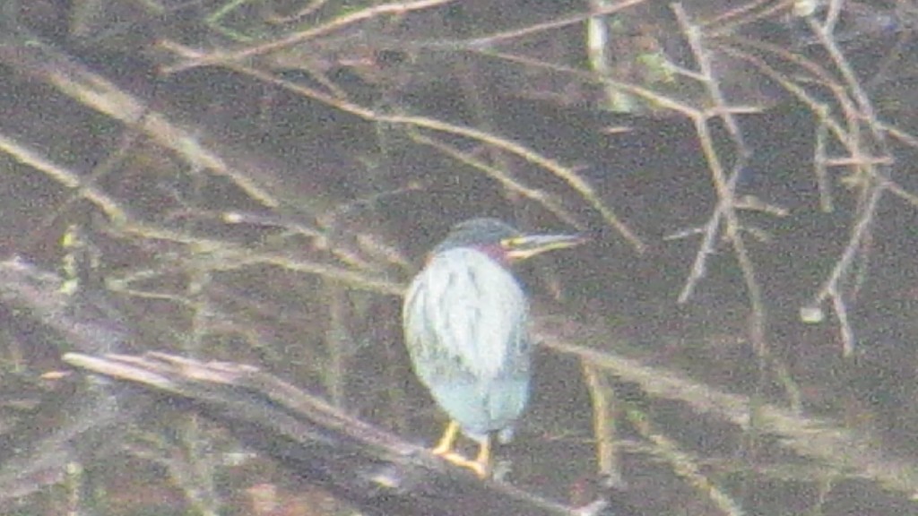 I think this is a tricolored heron. It is from a screen grab from two days ago. I thought it was a mystery bird, but I think that is what it is. The beak does look shorter than others I have seen but the posture is very familiar.