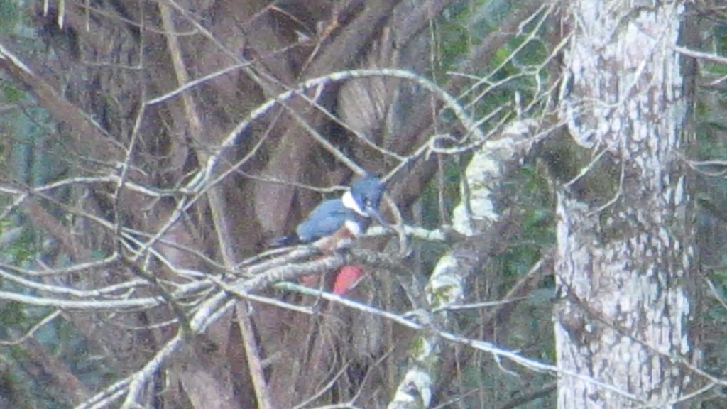 Relaxing after a meal of fish, this belted kingfisher seems to be keeping an eye out more.