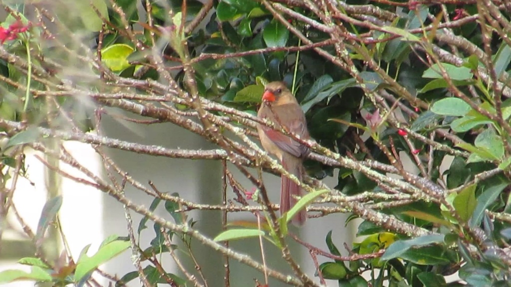 Cardinal looking over its shoulder.