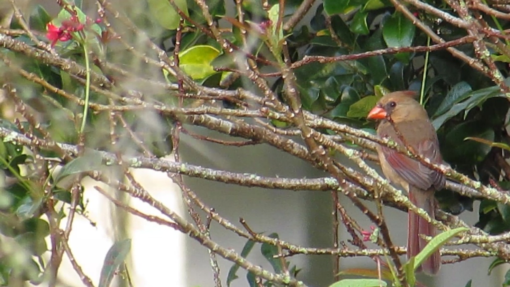 Female cardinal in a tree. I love the character of this bird, and even this more subtle color in the female.