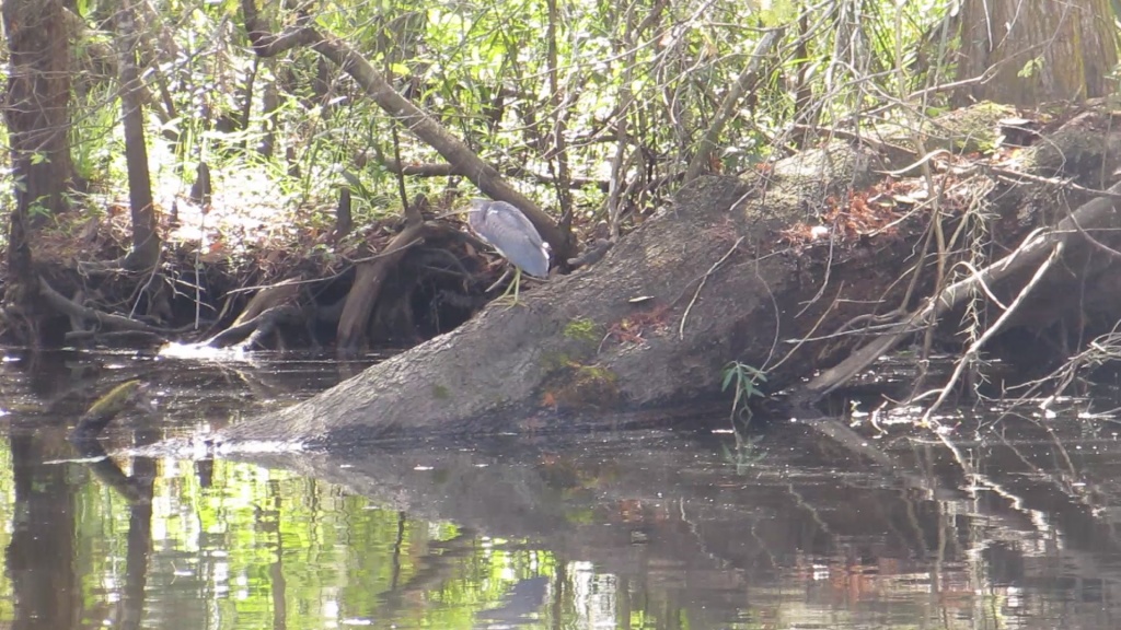 A tricolored heron in its usual non-hunting stance.
