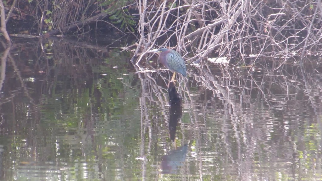 It doesn't seem green, but the short purple neck, sharp short beak, and its behavior point to this being the green heron.