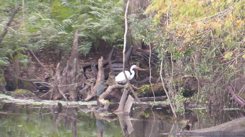 Here are two birds of the same species...the great white heron and the green heron. The necks are dramatically different, but the birds do have the same apparent patience when hunting.