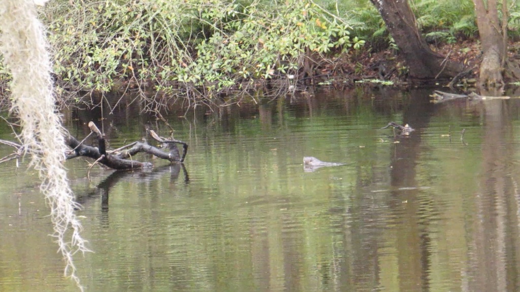 Otter