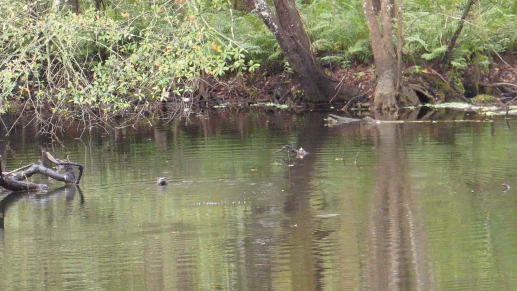 Otter