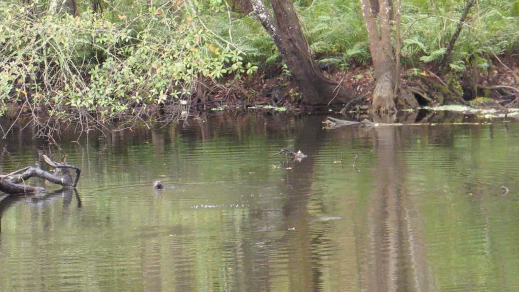 Otter